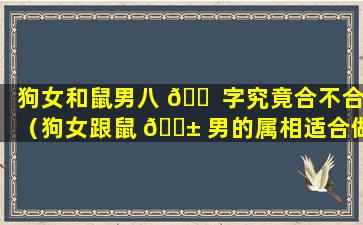 狗女和鼠男八 🐠 字究竟合不合（狗女跟鼠 🐱 男的属相适合做夫妻吗）